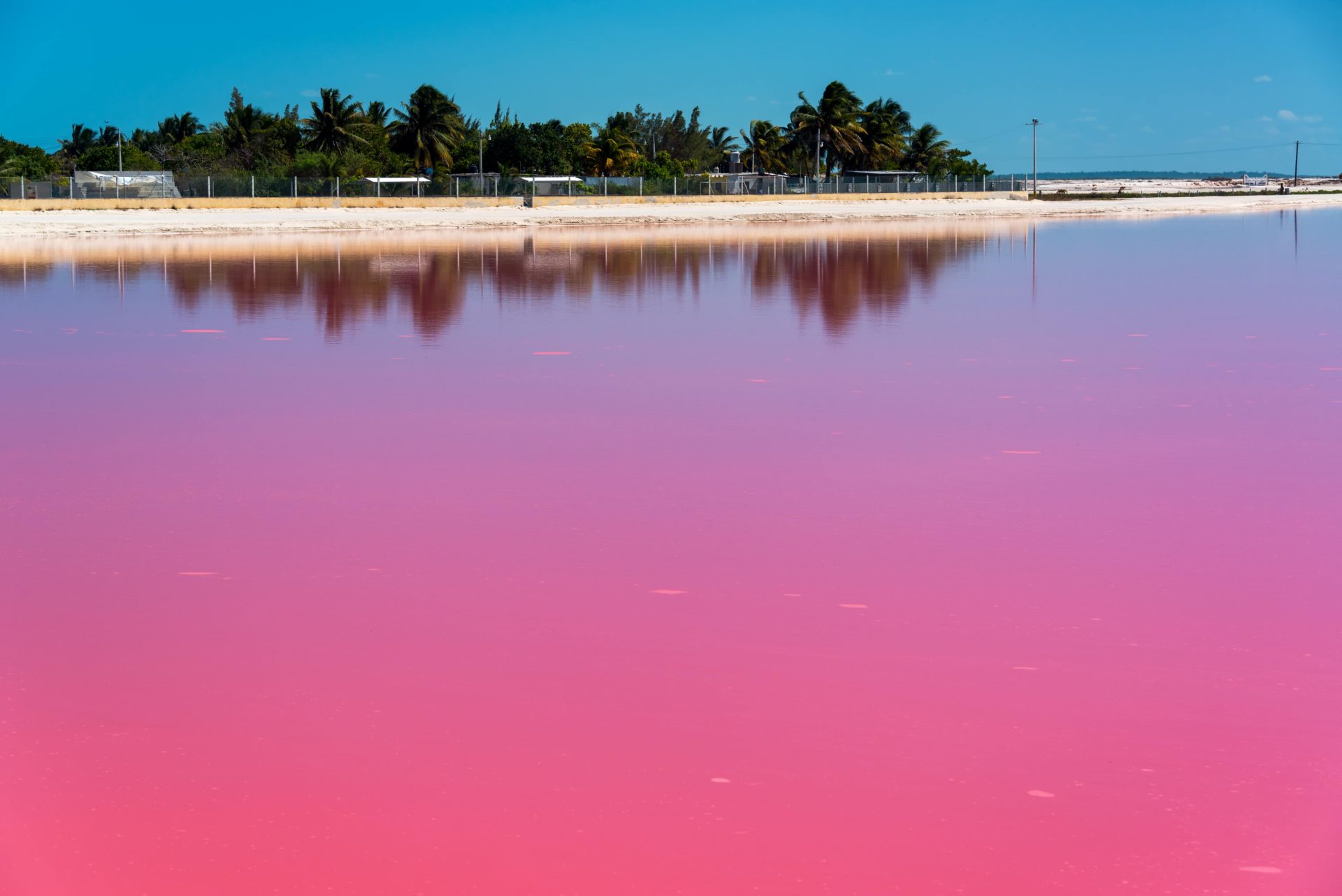 Las Coloradas The Pink Beach Of Yucatan Catalonia Hotels And Resorts Blog